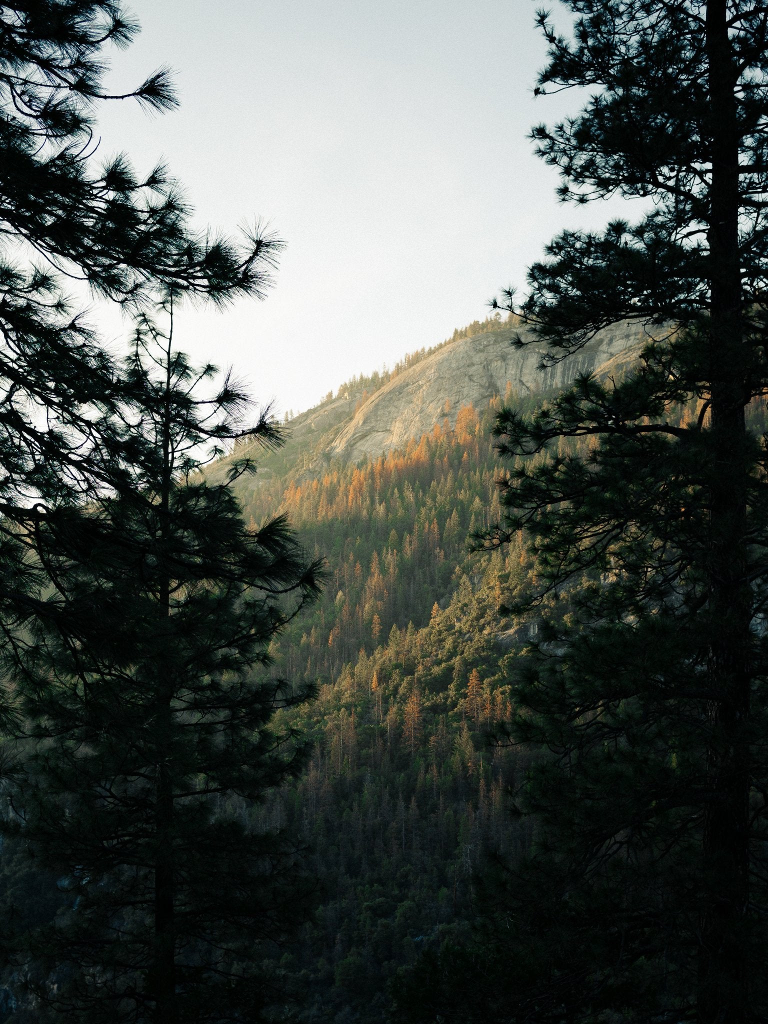 autumn trees with a hillside view