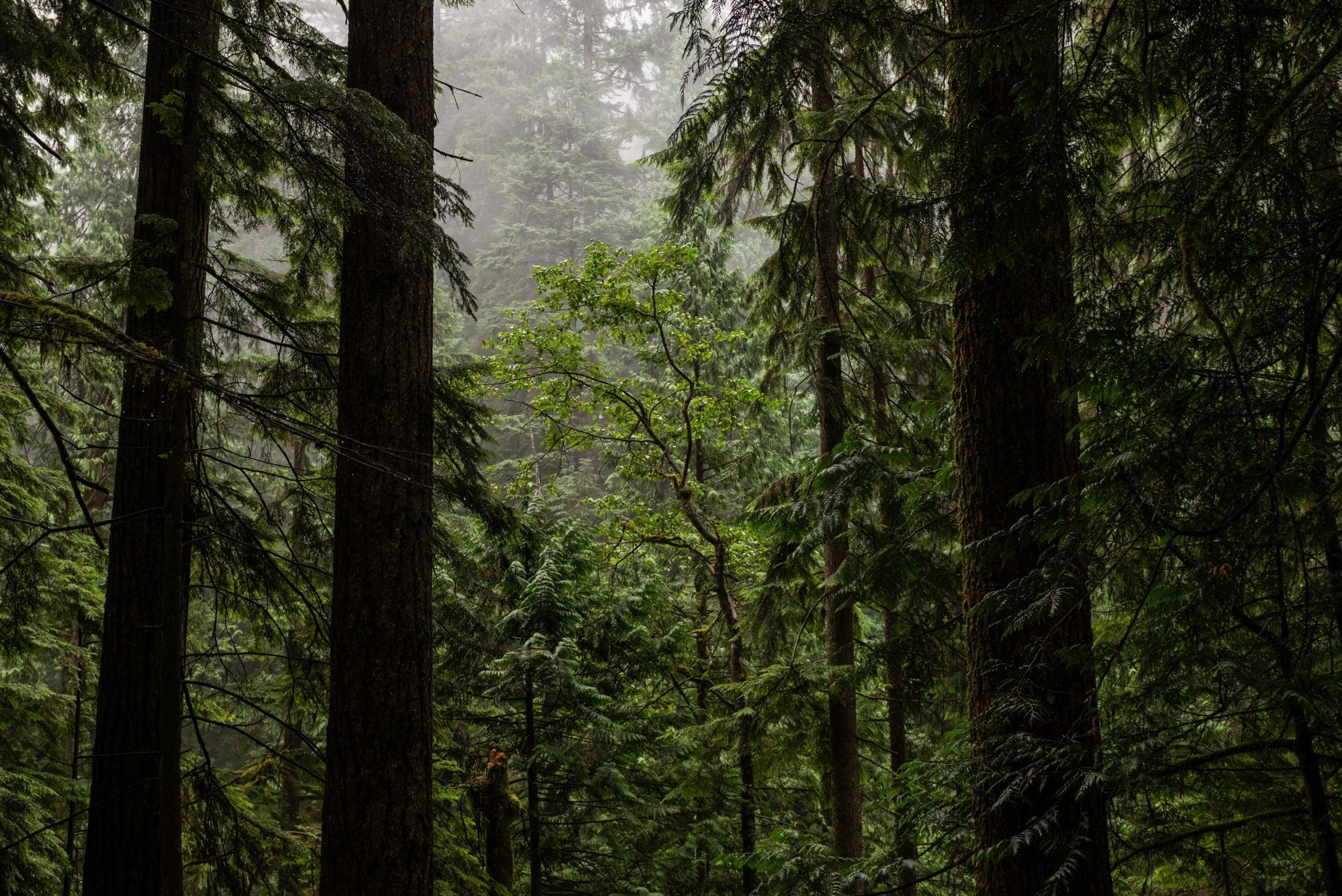 rich towering trees in a misty forest